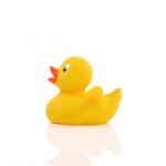 M131001 mbw skrzypiąca kaczka 1 2