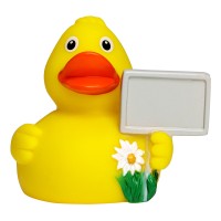 M131126 mbw skrzypiąca kaczka miejska 1