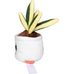 M160848 Mbw Sansevieria Schmoozies 2