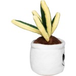 M160848 Mbw Sansevieria Schmoozies 4