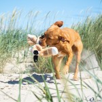 M170042 mbw zabawka dla psa Lis z recyklingu 11